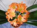 Spring Green (Alick)-split yellow