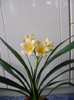 Chinese Cream (Wu Jin)