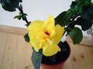 HIBISCUS GALBEN CU FLOARE DUBLA
