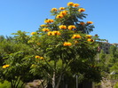Yellow African Tulip Tree