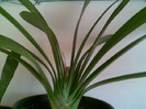clivia pe la mijl lui martie