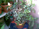 murraya 21.03.2012