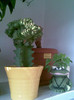 cactusul de la soacra mea
