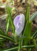 Crocus King of the Striped (2012, Mar.20)