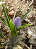 Crocus King of the Striped (2012, Mar.20)