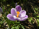 Crocus King of the Striped (2012, Mar.20)