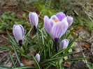 Crocus King of the Striped (2012, Mar.21)
