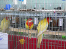 P1010132