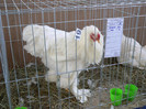 P1010135