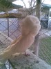 poze  F2
