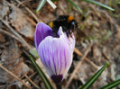 Crocus King of the Striped (2012, Mar.21)