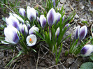 Crocus Prins Claus (2012, March 20)