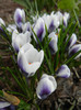 Crocus Prins Claus (2012, March 21)