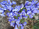 Iris reticulata Blue (2012, March 21)