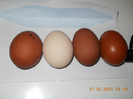 oua faverolles si marans
