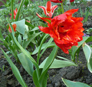 P1350416