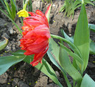 P1350440