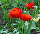 P1350498