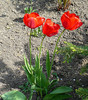 P1350617