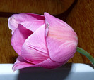 P1350883