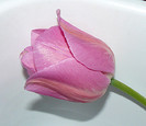P1350884