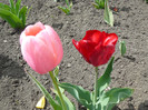 P1360462