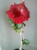 22 martie 2012 flori 004