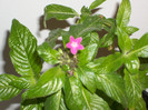 PENTAS CICLAM