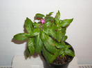 PENTAS CICLAM