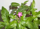 PENTAS CICLAM