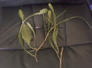 epiphyllum alb