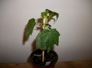 abutilon alb