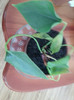 anthirium roz -multumesc andamanuela
