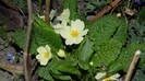 DSCN0137