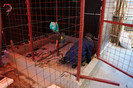 constructie voliera 22 mart 2012