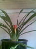 clivia 23.03.2012