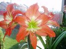P1010105