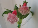 NEW - Kohleria Nasca