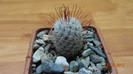 Mammillaria bombycina 22.Mar.2012