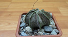 Astrophytum - capricorne v.niveum  22.Mar.2012
