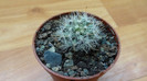 Mammillaria boolii 22.Mar.2012