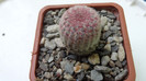 Echinocereus - rigidissimus v.rubispinus  22.Mar.2012