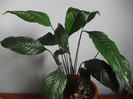poze 2303