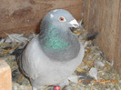 DSCN0648
