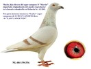 NL-08-1394356 M