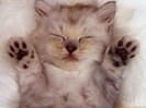 miau