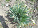 DSCN0231