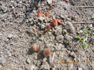 DSCN0239