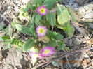 DSCN0243