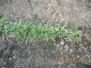 DSCN0247